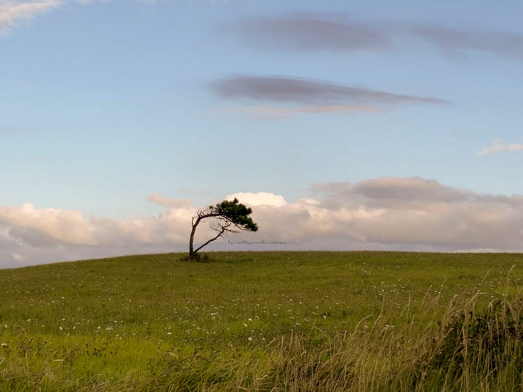 VISTA DE UN ARBOL EN UNA MONTAÑA DE GALICIA EN NUESTRA RUTA POR LA COMUNIDAD GALLEGA