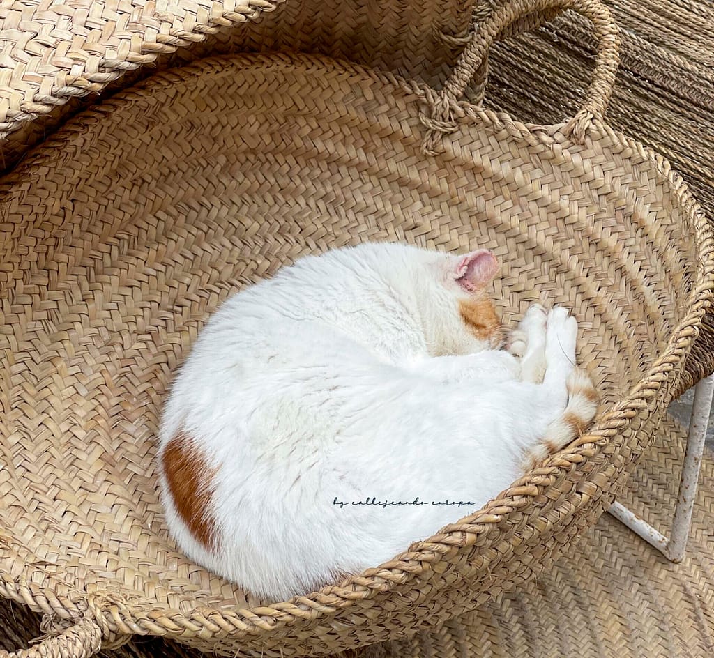 GATO EN UNA CESTA EN LA MEDINA DE ESSAOUIRA