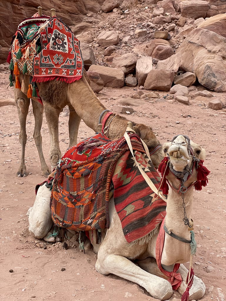 CAMELLOS EN PETRA