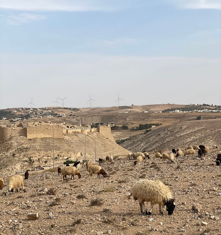 REBAÑO EN CASTILLO DE SHOBAK